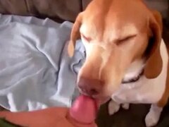 Sex Animal XXX Porn Movies