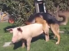 Zoo Sex Animal Mating