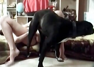 Cette salope en chaleur est ravie d'écarter grand les jambes pour que la bite du chien pénètre à l'intérieur