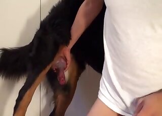 Black dog with sexy fur fucks zoophile before enjoying a hot handjob