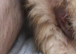 Cette chatte animale et sexy ne demande qu'à se faire baiser par un gode