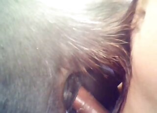 Guy's colossal cock is being inserted into this animal's fuckhole