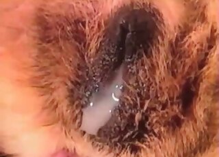 Sexy brown dog licks that penis in POV and then gets creampied