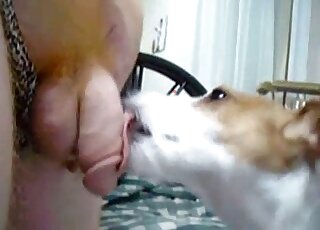 Un homme bien doté laisse cet animal lui lécher le pénis avec sa langue joueuse
