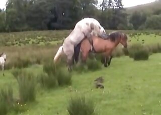 Un cheval blanc utilise son pénis pour baiser violemment la chatte de cette jument