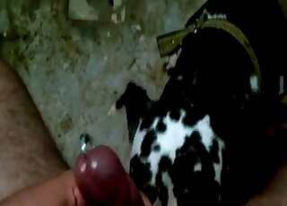 Un mec avec une belle bite laisse son chien tacheté lui sucer cette chaude queue