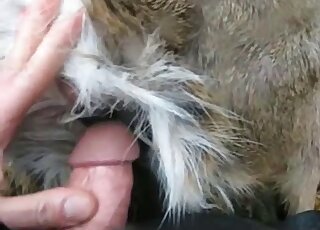 Guy's veiny penis is being inserted from behind into that tight hole