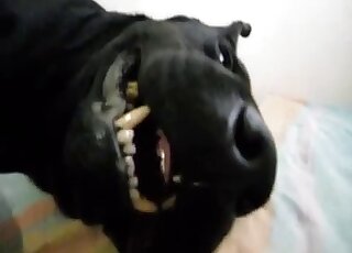 Le chien noir manifeste sa bonne humeur en se préparant à une séance de sexe oral avec un zoo