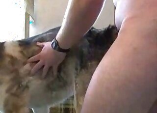 Un type avec un cul bien galbé qui baise joyeusement un chien par derrière de façon torride