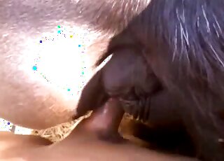 Nice fucking session featuring doggystyle gape and zoophilic delights
