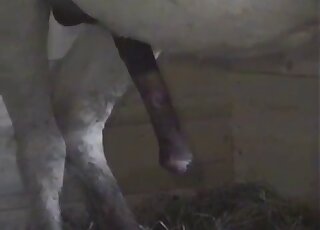 Film porno zoophile frénétique avec jeux de bite et présentation de bite de cheval