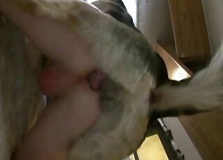 Hot zoophilic asshole getting rammed by a sexy animal right here