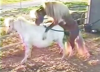 Outdoor fuck movie showing a brown stallion fucking a white mare