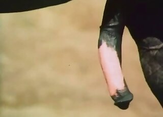 Colossal horse penis exposed in an outdoor porn movie with taboo XXX