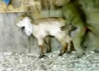 Gapist monkey is going to fuck this tiny goat because it doesn't care