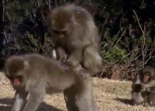 Ape fuck scene featuring monkeys that can fuck just about anywhere