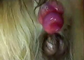 Le membre palpitant et les testicules sexy du chien sont mis en valeur ici même