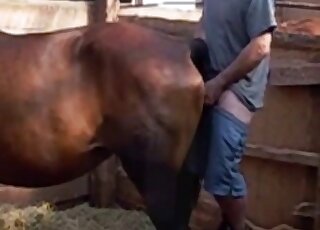 Guy is inserting his meaty penis in a horse's ready pussy from behind