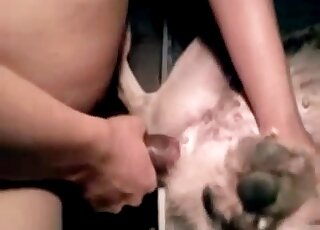 Un mec utilise son pénis pour baiser joyeusement cet animal aux jambes écartées