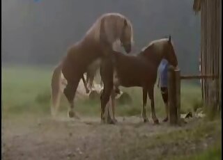 Brown mare is ready to let this animal rip its horse vagina apart