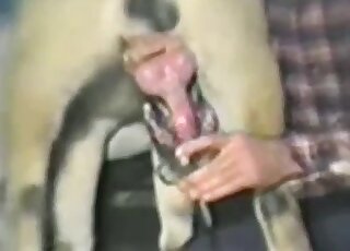 Un chien avec un pénis rouge et de grosses couilles jouit d'un bon orgasme dans une vidéo chaude