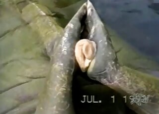 Seal grabs its massive cock in his hands and starts jerking off