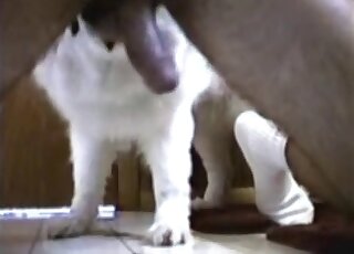 Balls licking animal is ready to make this dude orgasm for real