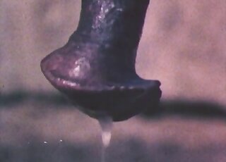 Astonishing animals are featured in a taboo porn video with gape