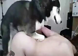 Un type pâle avec un cul bien galbé se fait enculer par un chien avec plaisir