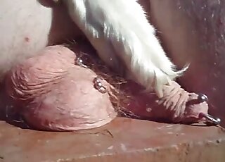 Guy demande à sa chienne blanche et sexy de lui marcher sur la bite et les couilles torturées