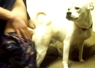 Guy fucks dog from behind and this white animal is moaning too