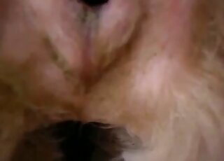 trou d'animal sexy se faisant baiser par un amoureux des chiens qui écarte les chattes