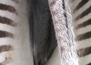 Hot zebra pussy displayed in a taboo video with sexy implications