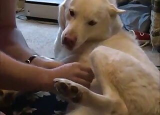 Cette chienne blanche et sexy est tout à fait prête à se faire caresser par un zoophile