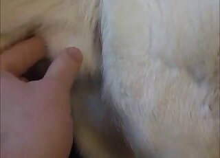 Sexy white dog is fully prepared to get fingered by a male zoophile