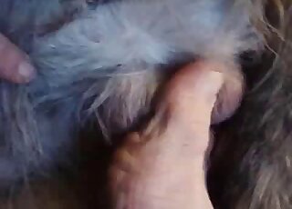 Une femme zoophile utilise ses orteils pour stimuler le pénis et les testicules de cet animal