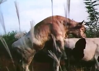 Different animals consumed by the same lust in free online pornos