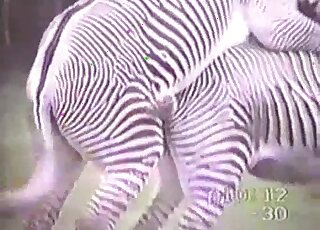 Deux zèbres sexy trouvent un moyen de s'accoupler discrètement en plein air