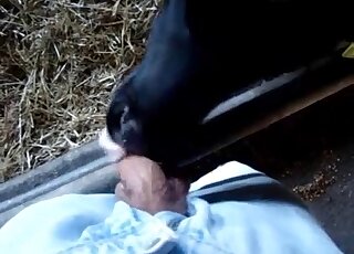 Un animal noir laisse ce mec lui baiser son joli visage dans une vidéo très chaude