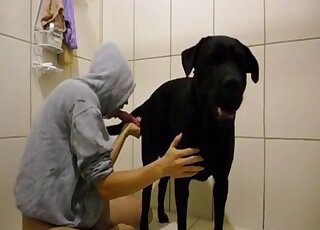Black Labrador gets sensual blowjob from hoodie wearing guy