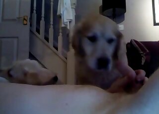Un homme filmé avec une webcam utilise deux labradors pour une fellation à trois