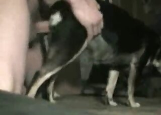 Amateur zoophilia - Banging from behind for a calm dog from his master