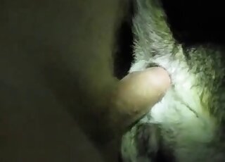 Close-up on dog's tight ass while it's getting shafted by fat cock