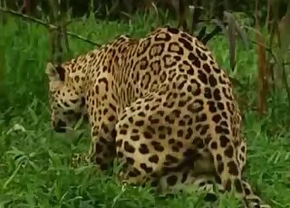Camera is filming two big Jaguars while they try to have sex