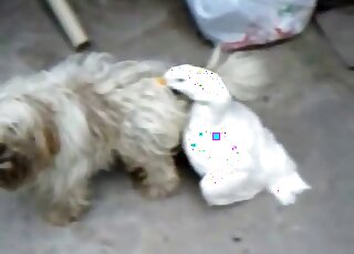 Un canard domestique est en chaleur et veut s'accoupler avec un chien maltais docile