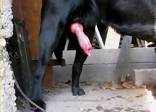 Une vidéo pornographique amateur de zoo montre le pénis géant d'un animal suintant de sperme brûlant
