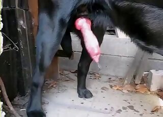 Amateur zoo porn video shows giant animal dick oozing hot sperm