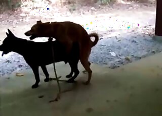 Fan of animal pornography films intense banging seance between dogs