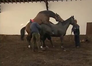 Une femme commente l'accouplement de chevaux pour une émission scientifique