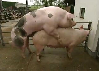 German lady narrates sexual intercourse between two farm pigs